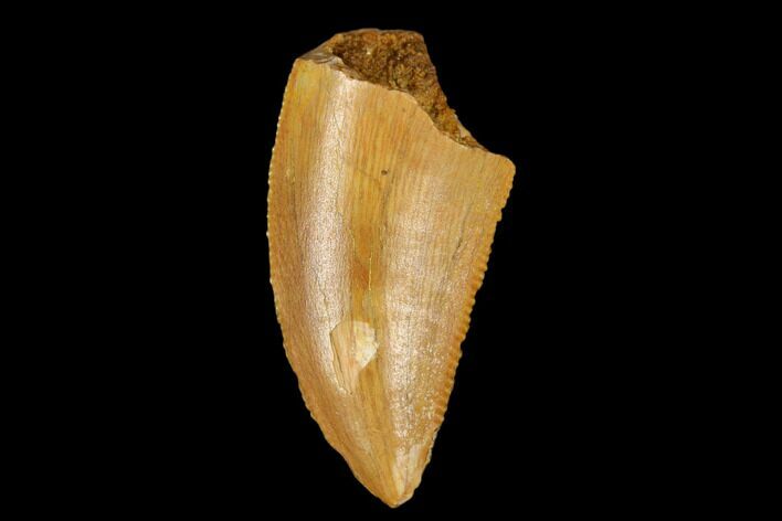 Serrated, Raptor Tooth - Real Dinosaur Tooth #178474